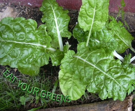 Nutrition - Whole Being